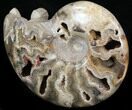 Crystal Filled Ammonite - Khenifra, Morocco #35287-1